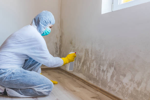 Licensed Basement Mold Remediation service in Buckingham, PA - Car Mold Remediation