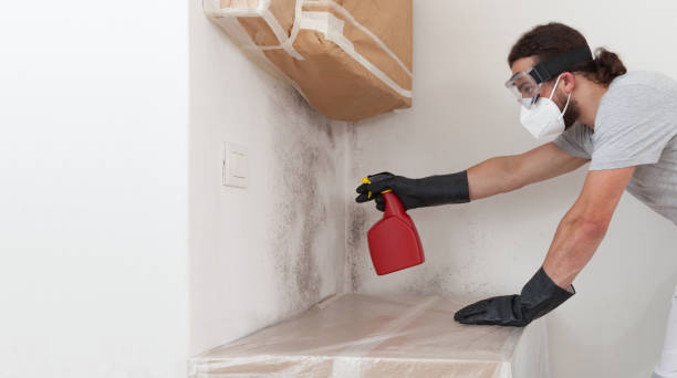 Professional Basement Mold Remediation technician working in Buckingham, PA