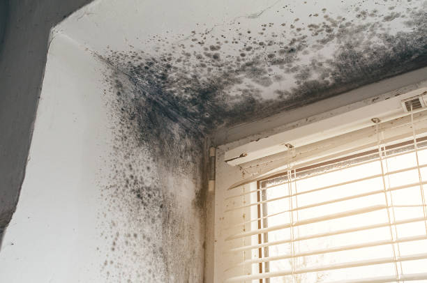 Affordable Basement Mold Remediation solutions in Buckingham, PA