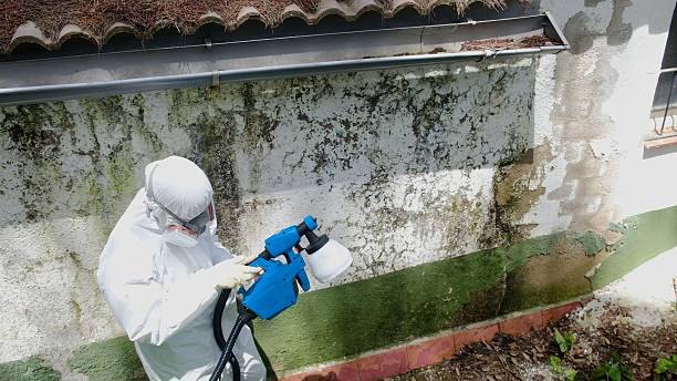 Top rated local Basement Mold Remediation specialists in Buckingham, PA